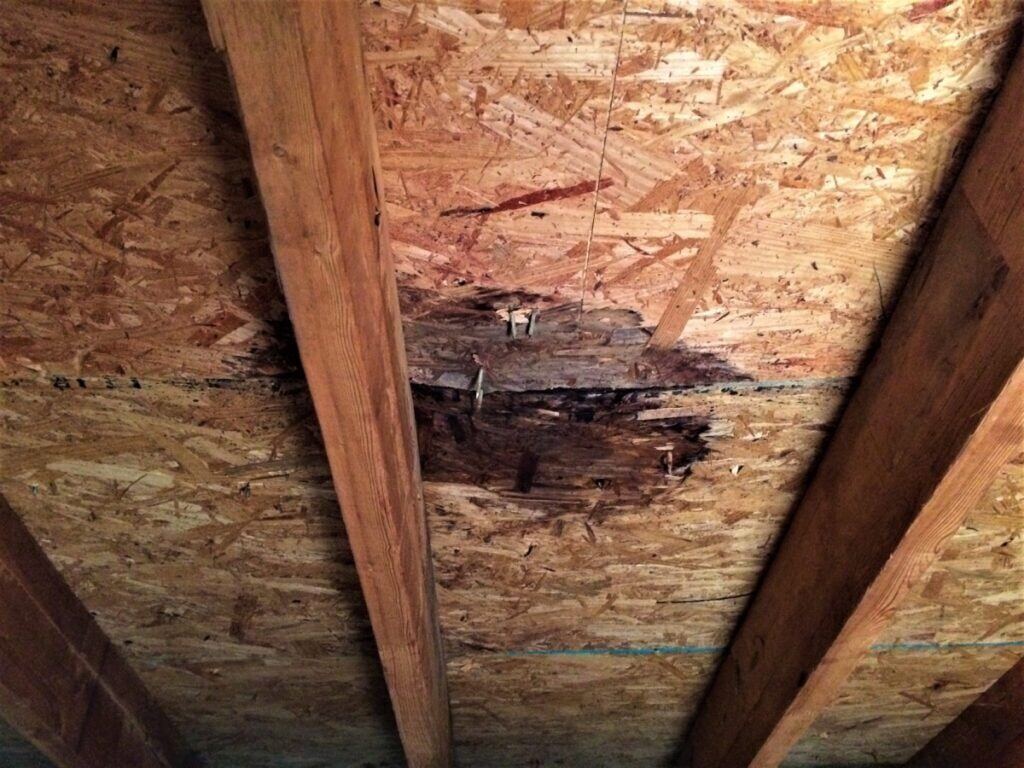Water-damaged attic ceiling with visible wood rot and stains, showing signs of an active roof leak.